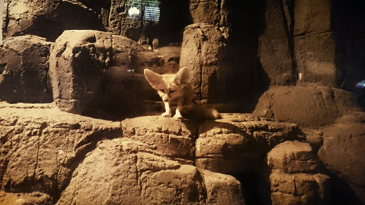 あと東山動植物園行って来ました 