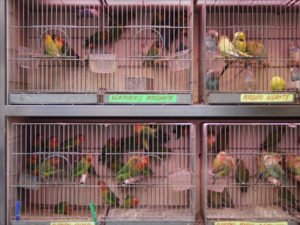 papagayosycia's tweet image. Hoy toca hablar de la temida psitacosis
papagayosycia.es/la-psitacosis/