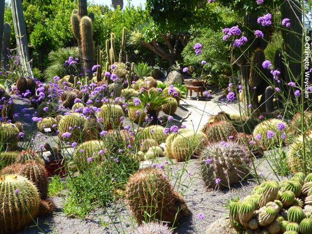 Wonderful Italian Gardens <a href="/Ravino_Ischia/">ISCHIA</a> ... thegallopinggardener.blogspot.co.uk/2016/06/though…