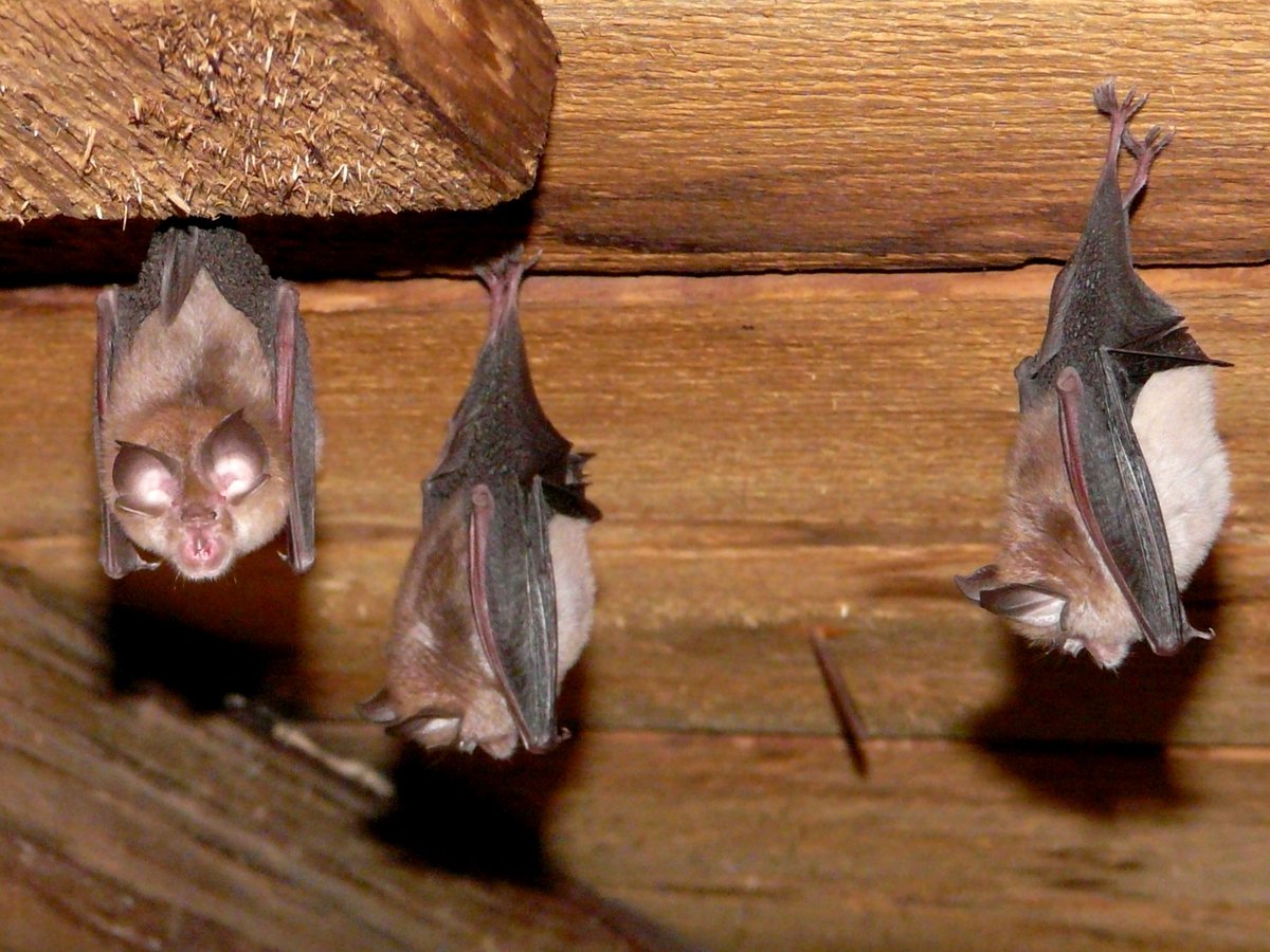 Spent last night counting these cute little guys in Wales! #lesserhorseshoebats #latenights #ecology