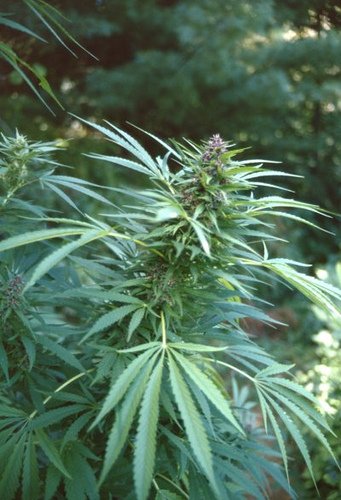 DecaturAL_'s tweet image. 