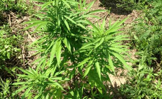 DecaturAL_'s tweet image. 