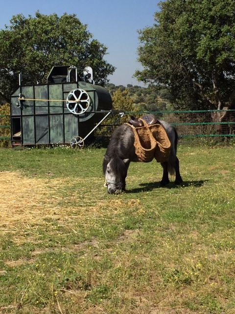 ¡Disfrutando del jueves con nuestro pony!