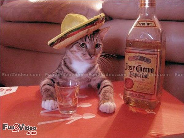 Likebles's tweet photo. Funny Cat Drinking
https://t.co/H2U7Cc7vxx

#Funny #Cat https://t.co/3hVE0v9h59