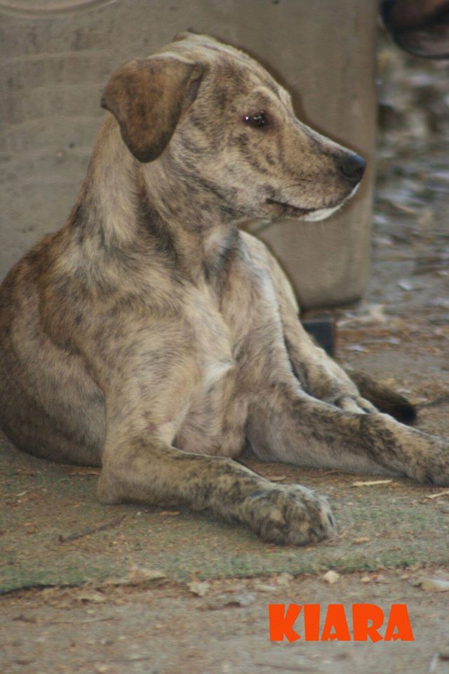 arabarbate's tweet photo. No compres. Adopta. https://t.co/DHxySjbvit