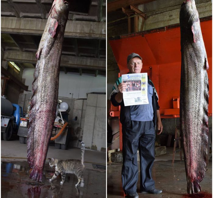 apollo_lv's tweet image. Foto: Daugavā noķerts sams Porziņģa augumā!
apollo.tvnet.lv/zinas/foto-dau…