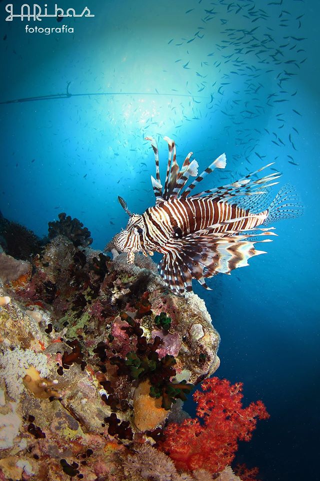 Suny Diving Travel (sunyvictoria) Twitter