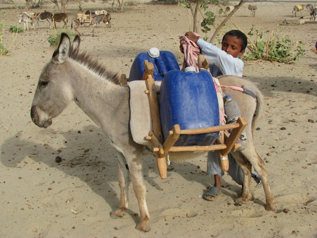 amarguriro's tweet photo. Children routinely spend hours to get water in many parts of Thar Desert.
#water #thar
@RiazSangi @MushRajpar https://t.co/QmQJ5CKr4K