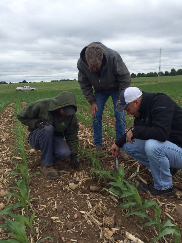 seedgreg's tweet image. #plant16 Cutworm in NY. 40degrees might freeze em