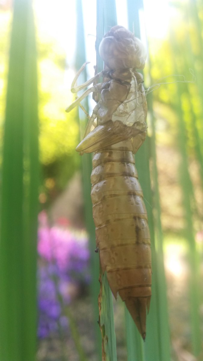 DjDizzeeDuchez's tweet photo. #Grasshopper #Alienesque yesterday IL investigate biology later as white trail= freaking me out! #LuckyDucker https://t.co/5p2fAqRgbm