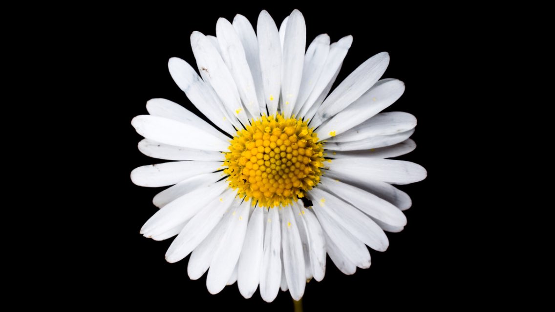 Summer daisy by <a href="/F1FanDango/">Daniel Parkinson</a> #nature #summer #uk_nature