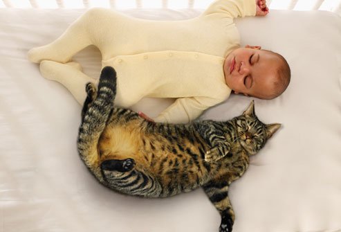 KittyCatWeb's tweet image. Who needs a teddy bear when you have a special furry friend :-)