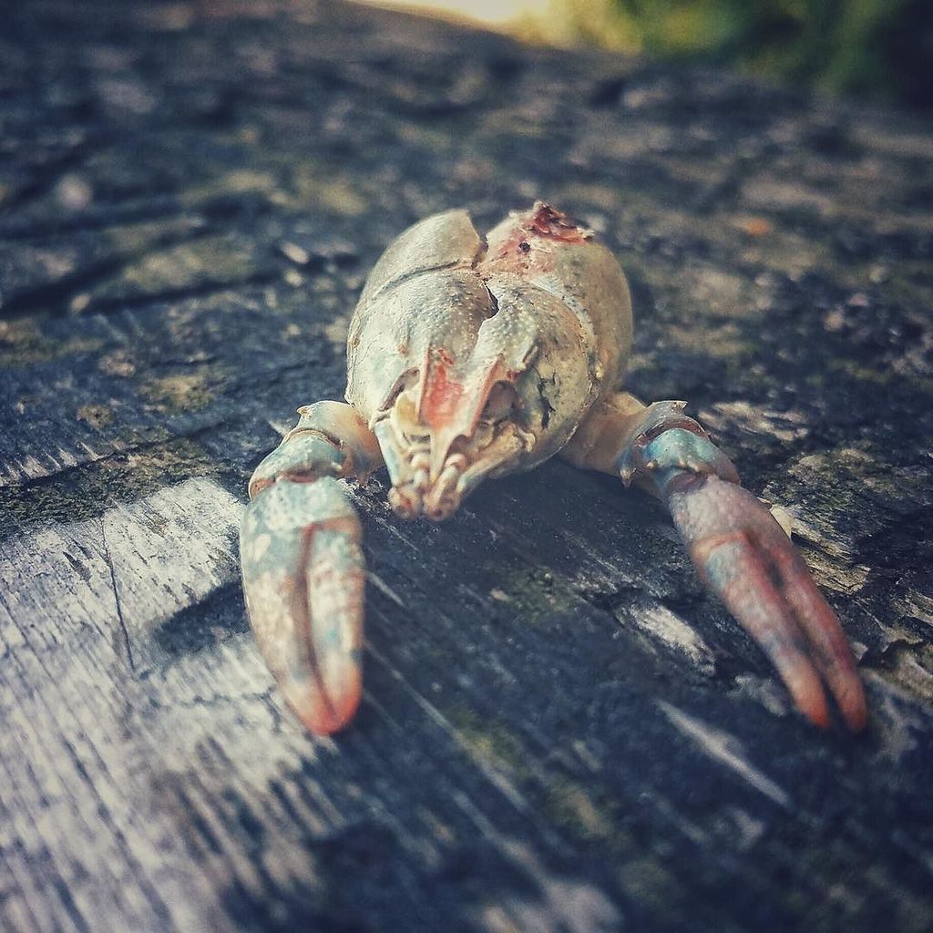 photo_coaster's tweet photo. Nature is beautiful. #naturephotograph #naturephotography #unusualviews #angleshot #macro_… https://t.co/fjq7Kne2vf https://t.co/wn5LICGOpA