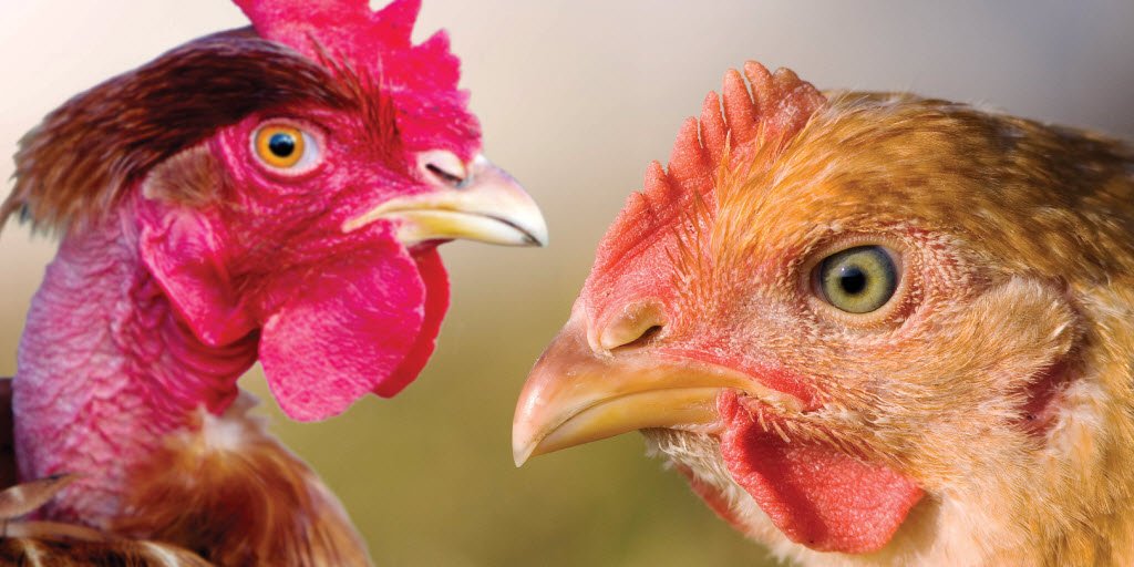 If I were living in extreme poverty, I’d want to raise chickens. Here’s why: b-gat.es/25MJgk4