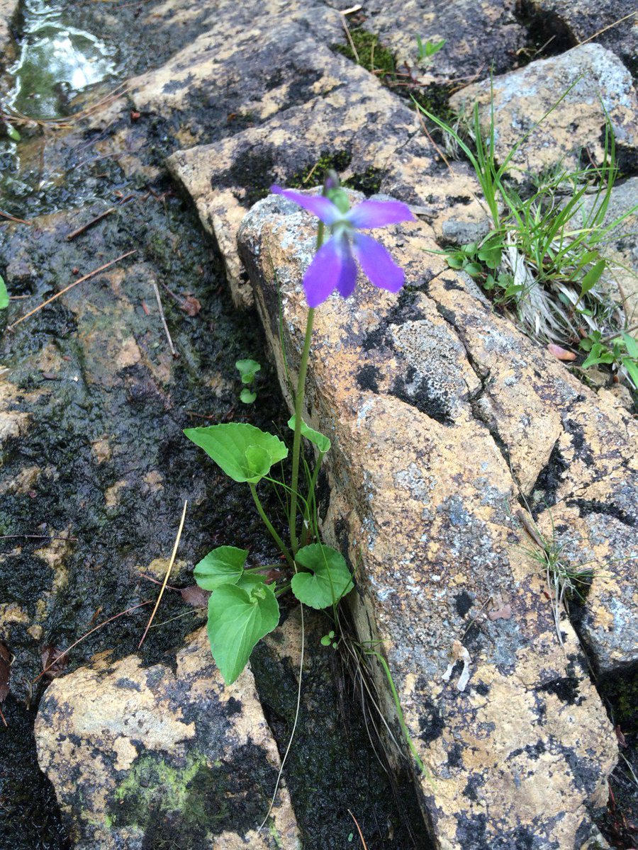 Wild Flower divineinnergoddess.wordpress.com/2016/06/09/wil…