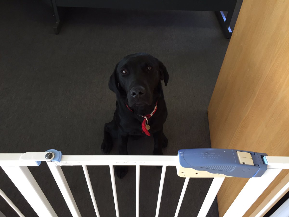 MidgleyMotorcar's tweet photo. Noah the escapee has been detained! #dogproofing https://t.co/jT3aK782cL