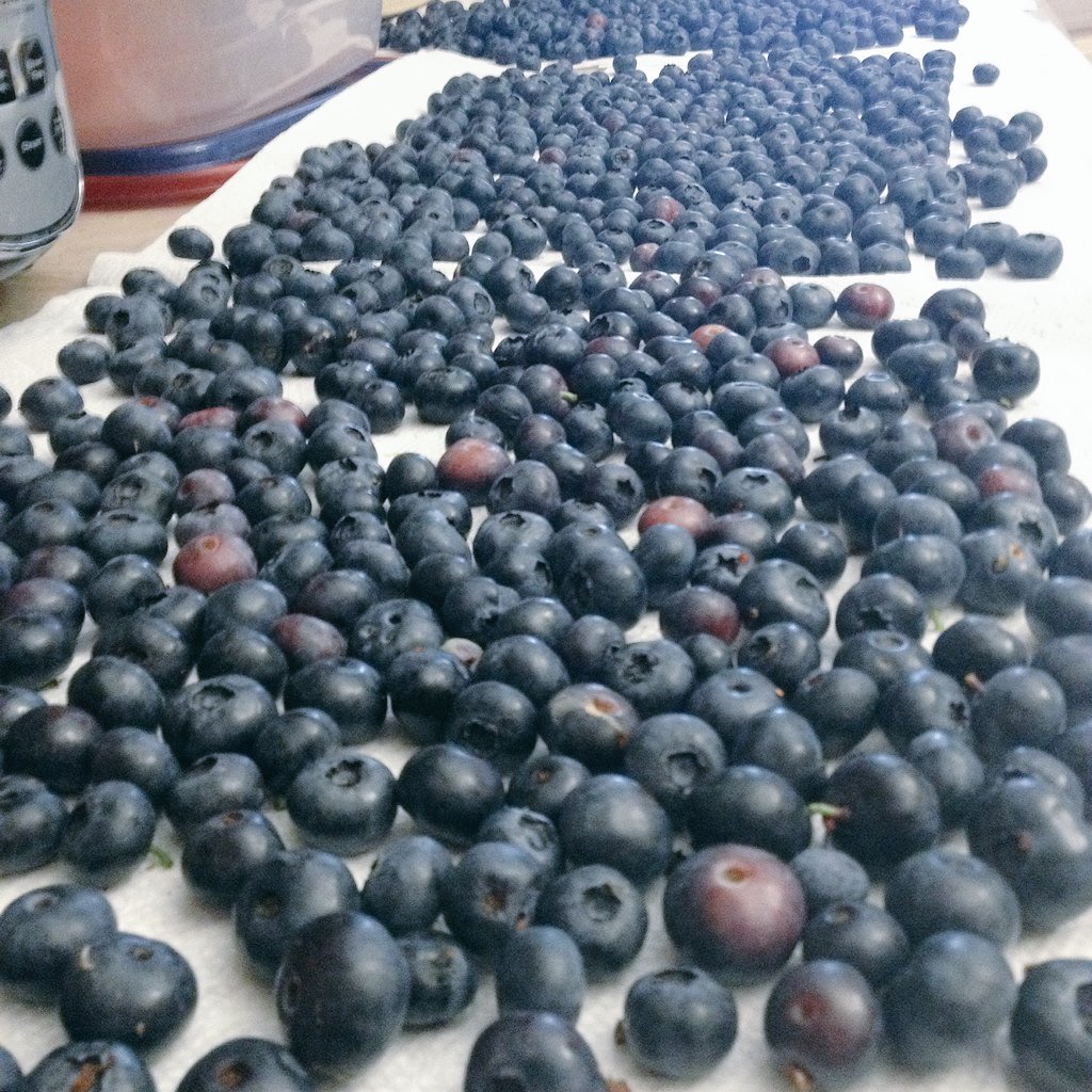 MattsFamilyJam's tweet image. Did some #blueberry picking this week before we have to hit the road #20lbs #Yum #PersimmonHillFarm