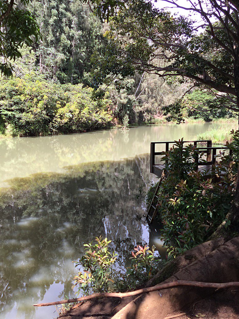 MargotCMartin's tweet photo. #StoneDam #Kauai #Hawaii #Beautiful #Nature #Photography #iPhoneography #Travel https://t.co/Oujzn0D9OT