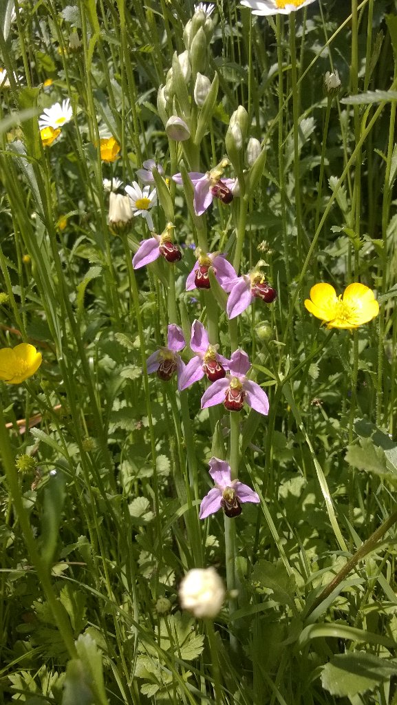 Bee orchid in my wildflower patch. #beeorchid #suffolknature #mynativehabitat @SWTeducation <a href="/WildaboutPlants/">Plantlife</a>