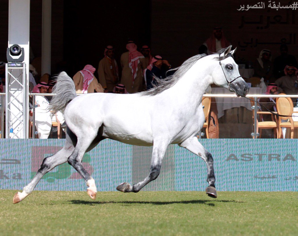 PSAIAHF's tweet image. #مسابقه_التصوير_٢٠١٦
#مهرجان_الامير_سلطان