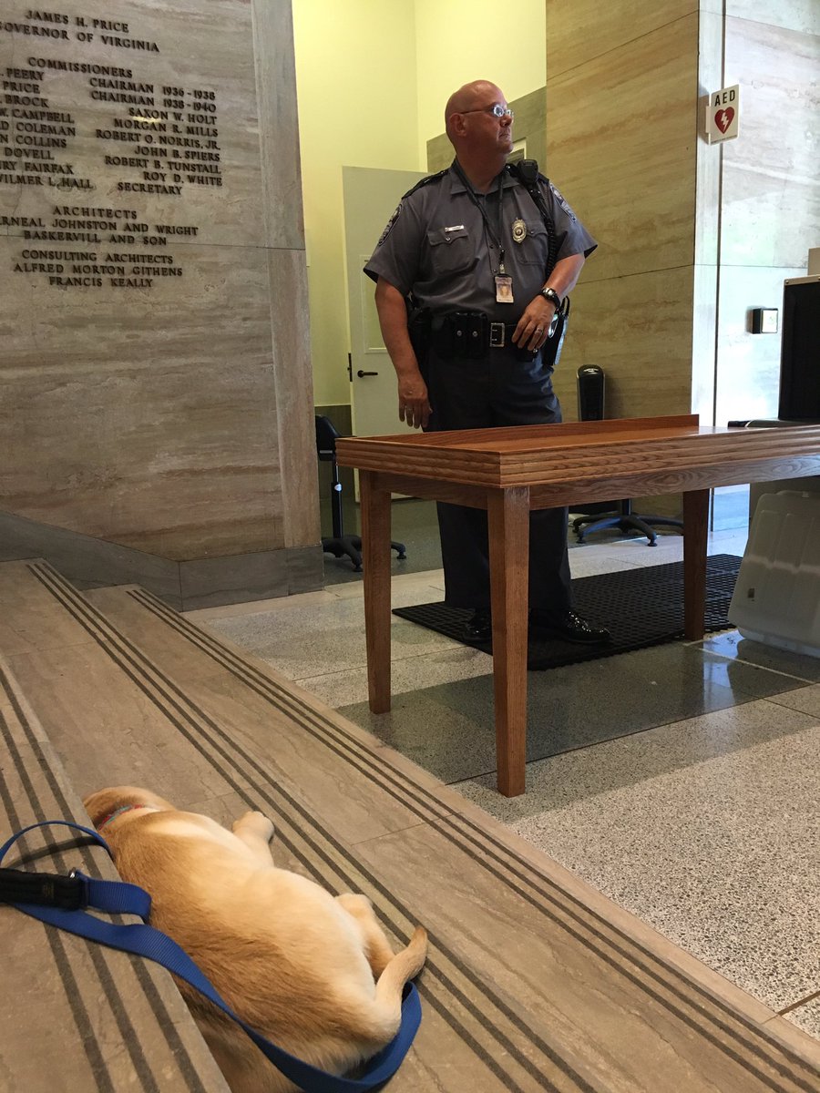 VAGovernor73's tweet photo. Guinness is staying sharp as the Gov. Office's newest guard dog https://t.co/iLyIbXQROI