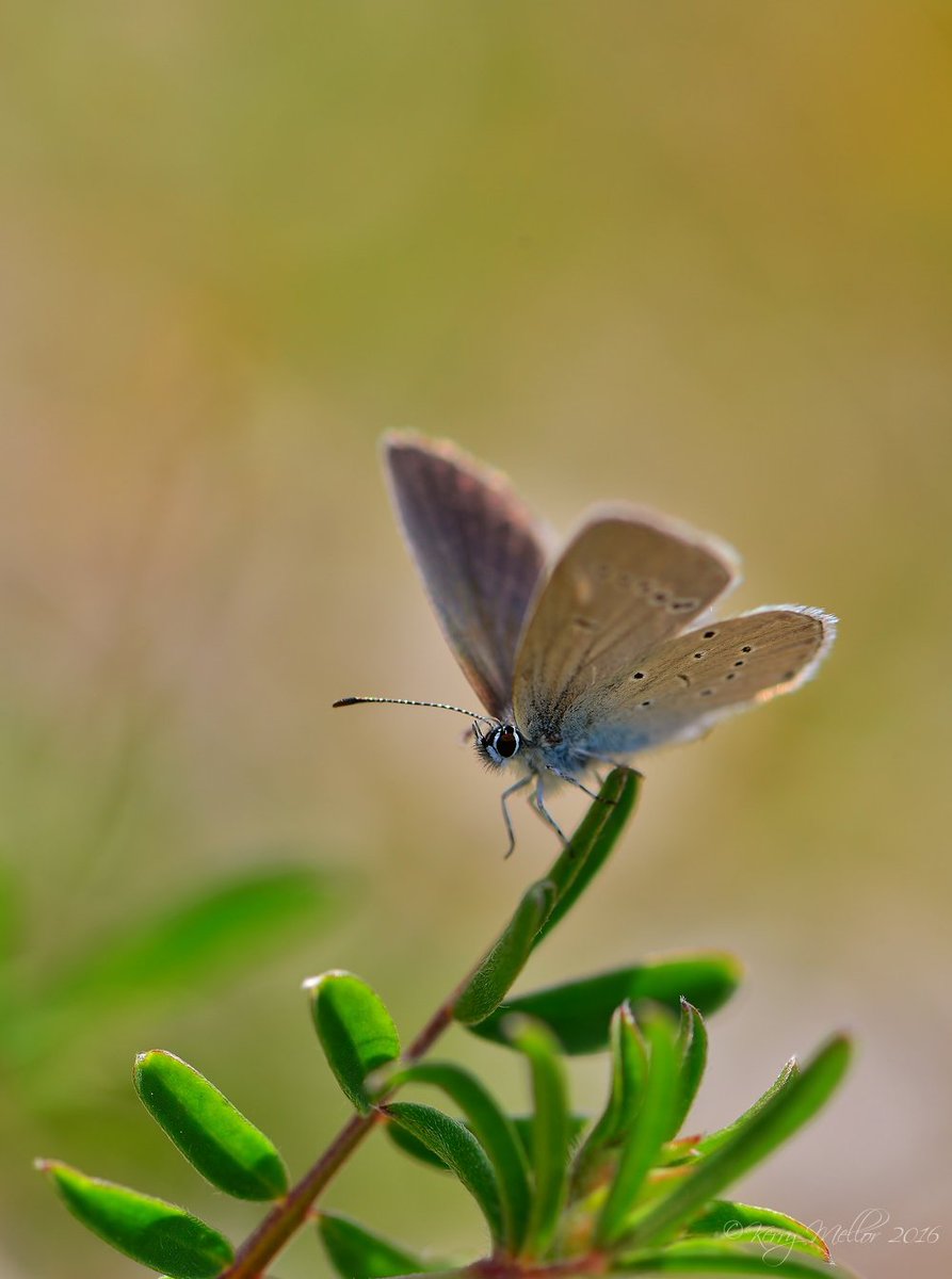 wildlife_news's tweet photo. RT @Kerry_butterfly: Small (Blue) steps @NatureUK @BBCSpringwatch @wildlife_uk @HantsIWWildlife  @Saving_Nature https://t.co/tFv4lz3DwT