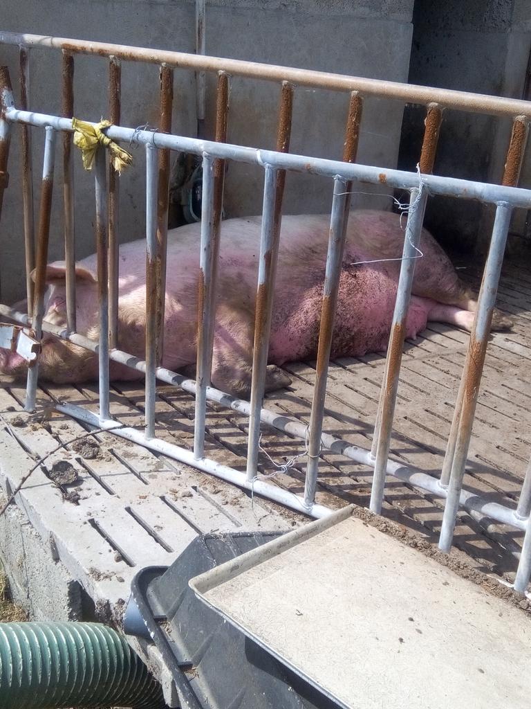 sauvemacantine's tweet photo. Visite d'une exploitation porcine à La Croix Avranchin
#Manche
#Normandie
@ACORDEBARD https://t.co/fADFgnXO9r