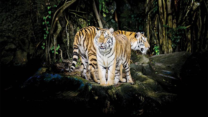 Bangladesh: Rampal coal plant in Sundarbans being built without an environmental clearance bit.ly/1UinH3v