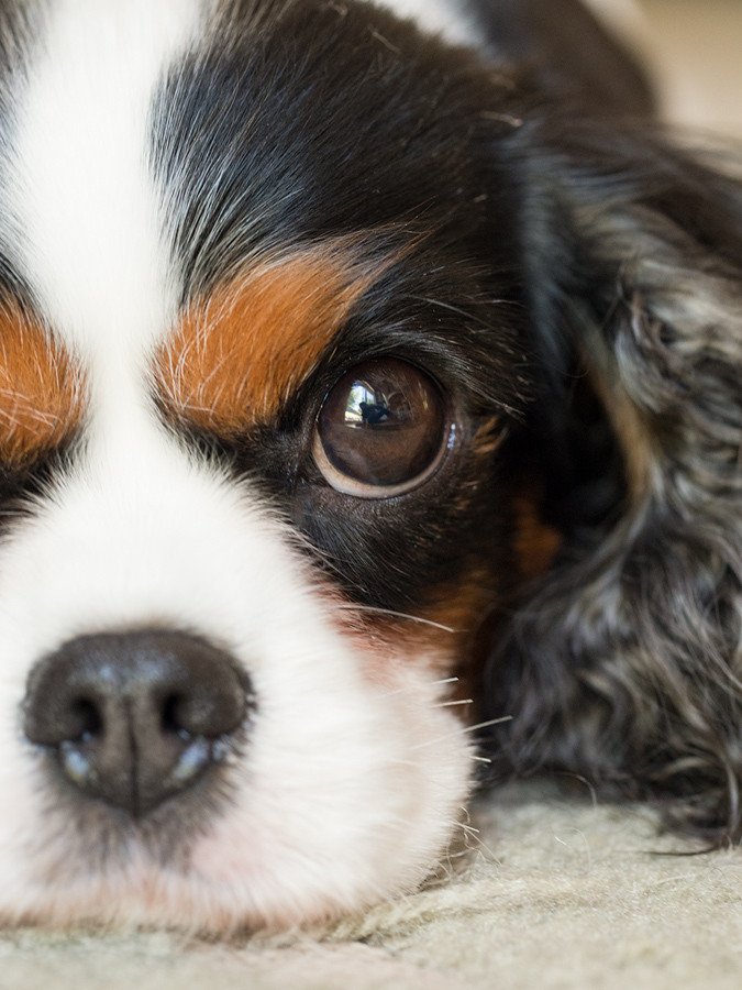 NevarezMarianne's tweet photo. Cavalier King Charles spaniel. https://t.co/ECVX93PxXG