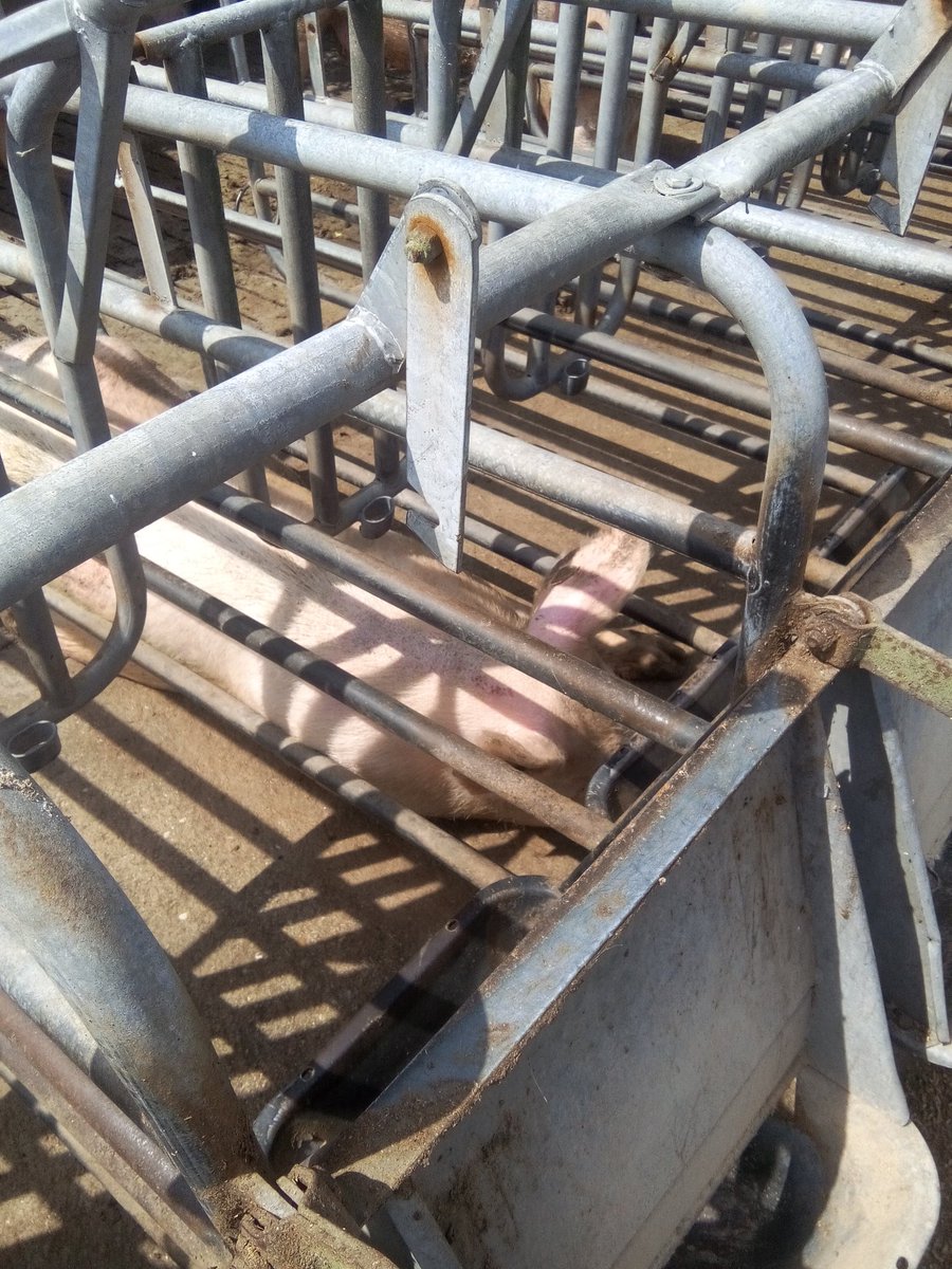 sauvemacantine's tweet photo. Visite d'une exploitation porcine à La Croix Avranchin
#Manche
#Normandie
@ACORDEBARD https://t.co/fADFgnXO9r