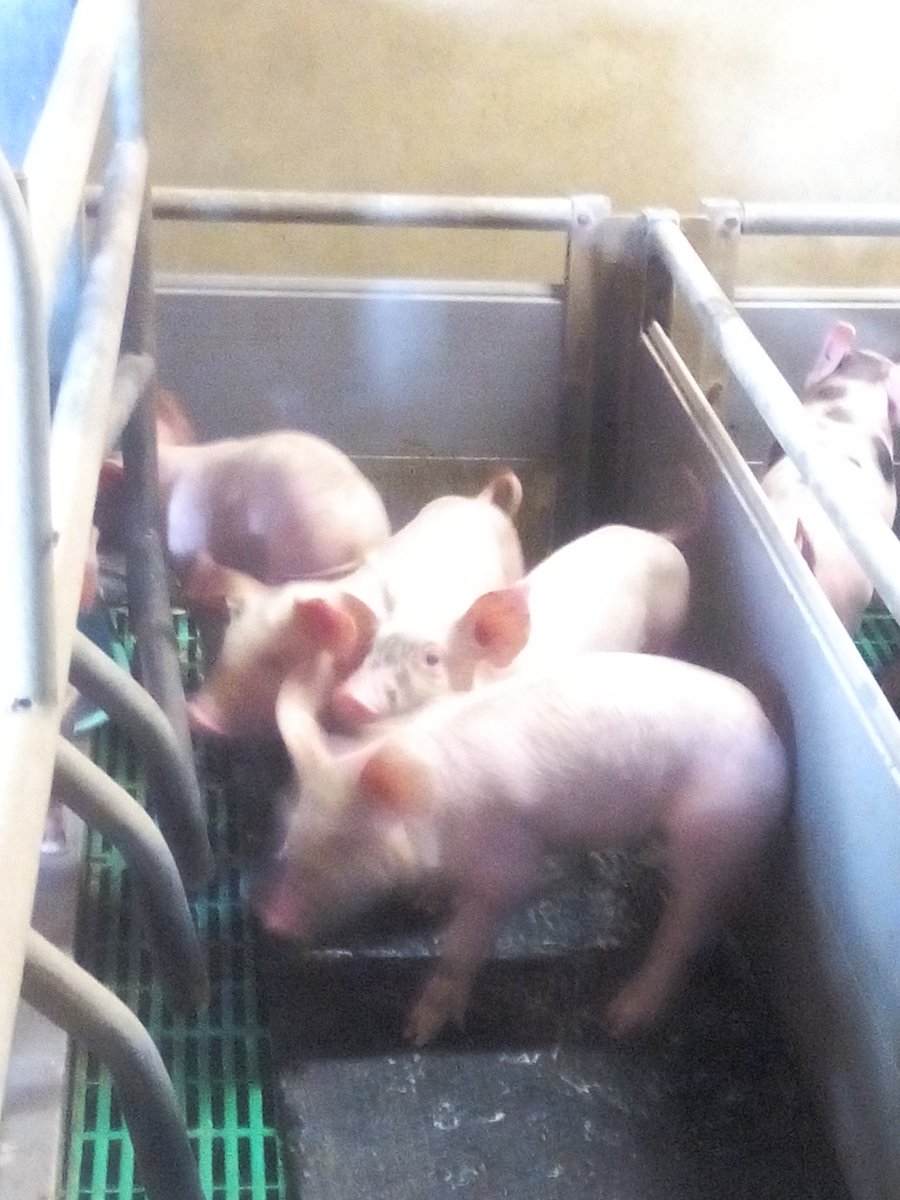sauvemacantine's tweet photo. Visite d'une exploitation porcine à La Croix Avranchin
#Manche
#Normandie
@ACORDEBARD https://t.co/fADFgnXO9r