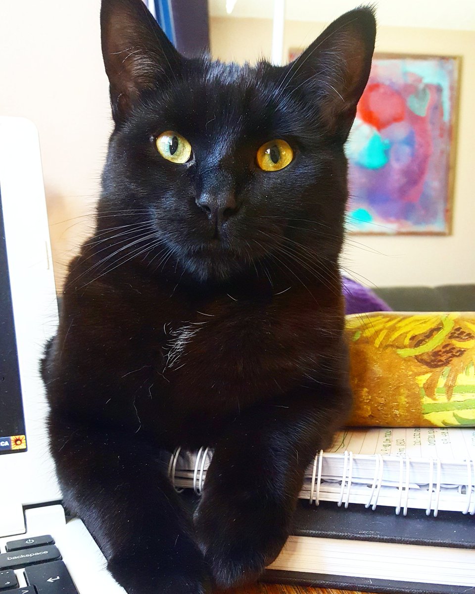 KatrinaSnider's tweet photo. Luna is entertaining me while I work on my business plan. #kwawesome #startupwaterloo https://t.co/rB10hqlRcx