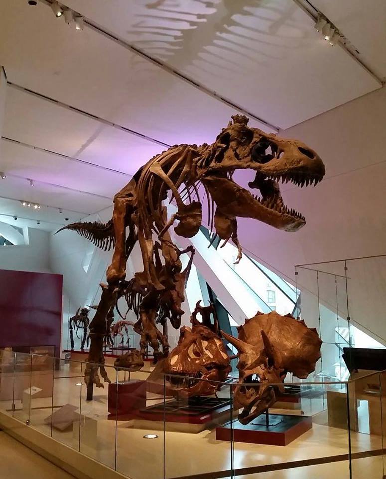 ROMtoronto's tweet photo. WE DO @astivrins!! @ROMPalaeo https://t.co/63eQVKcNqD