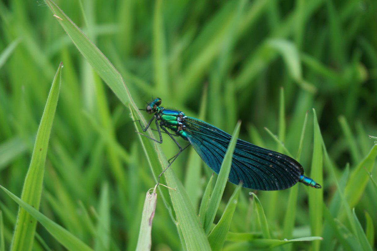 BlackdownsNL's tweet photo. Some beautiful beasties in the great outdoors today #thetrainees https://t.co/rIBgK5hE4M