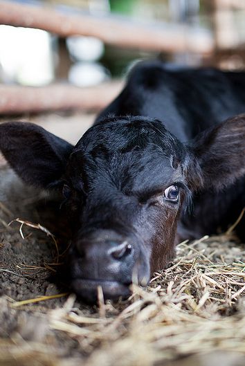 "It's tiring being me you know" #CalfProblems Pinterest photo of the day! uk.pinterest.com/FarmersGuardian