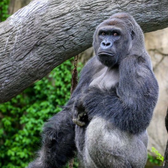 SoChicWithArzo's tweet photo. "#RIP Harambe a Swahaili name meaning working together, helping each other, caring"  @playit https://t.co/hFIvURRD6R https://t.co/x6FDy0h7ja