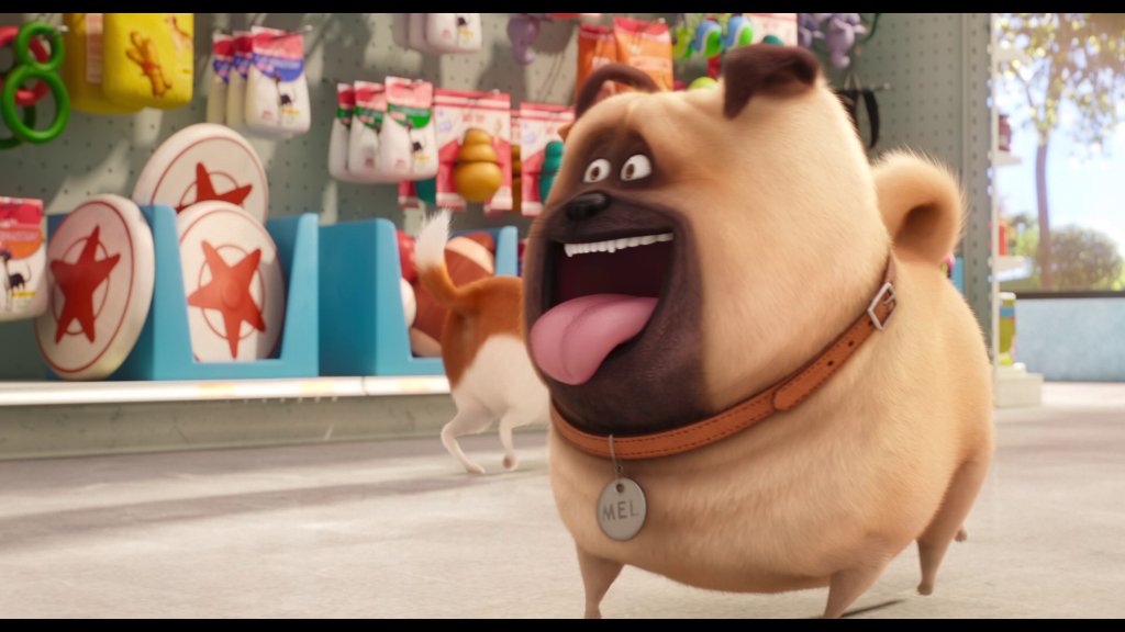 PetSmart Raynham (raynham2480) Twitter