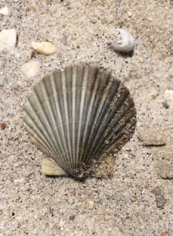 At the beach only 1/4 of a mile away from the vineyard- just an extension of our sandy loam soils...#LIcharacter