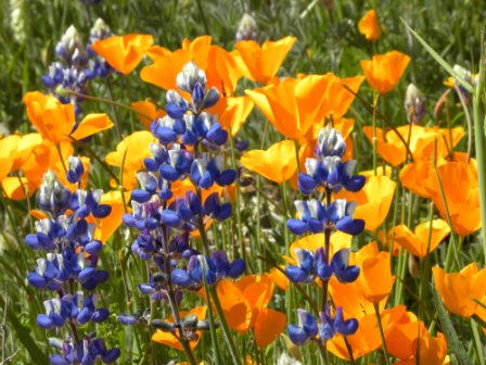SaveWaterSB's tweet photo. The #WateringAdjust% is 68% this week. #Savewater by planting native and #waterwise plants! https://t.co/YEGro1Lkcj https://t.co/r0GGZGeXiM
