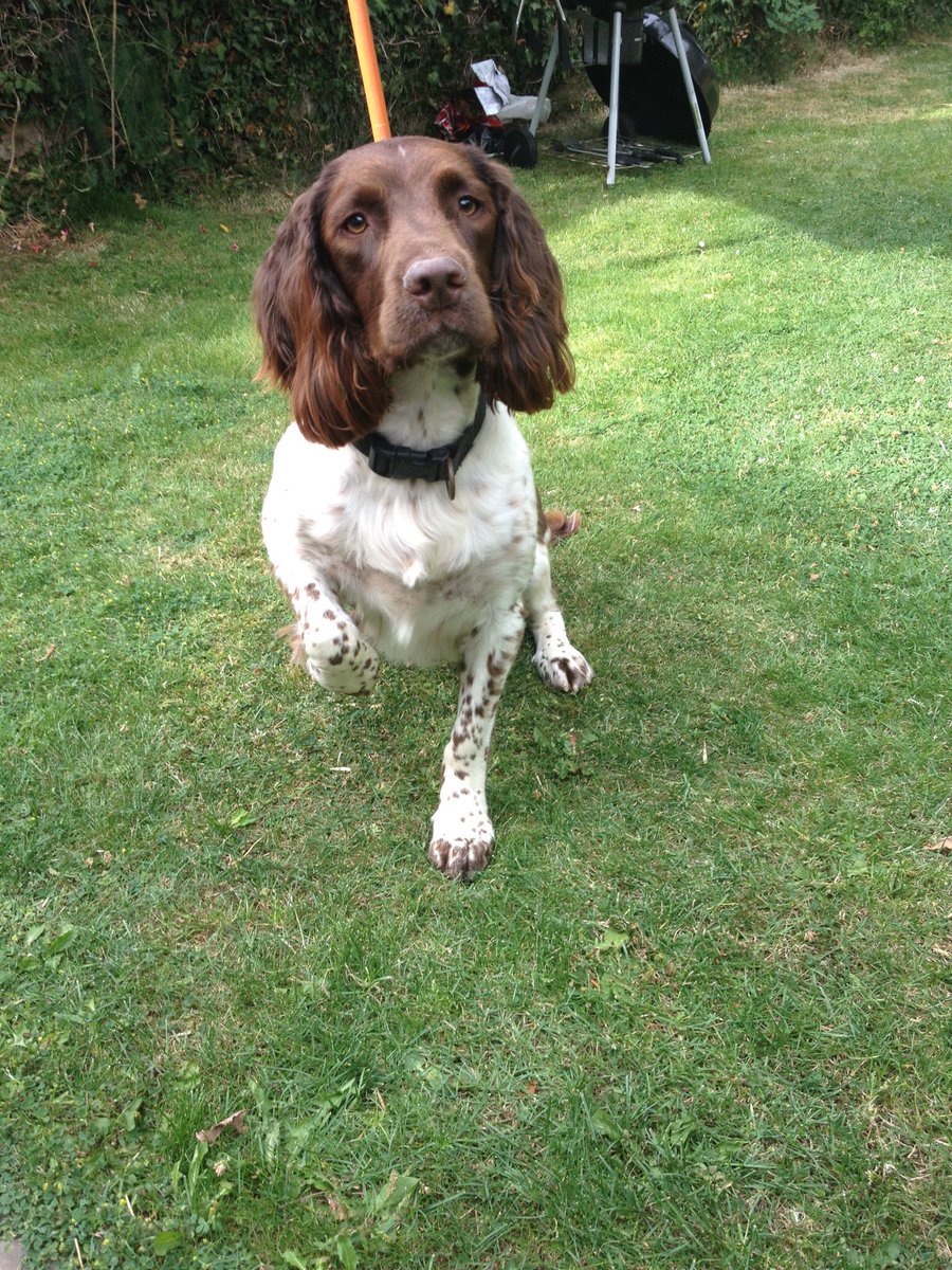 murraysmith33's tweet image. Am I handsome or am I handsome ? 🐶🐶 #dogsoftwitter #dogs #springers