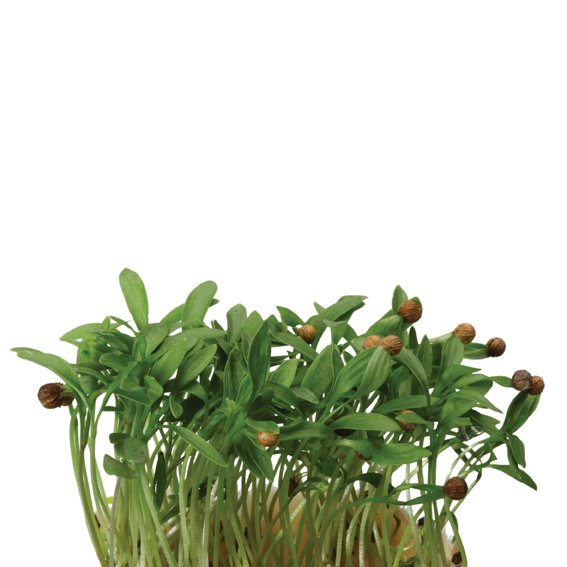 Ghoa Cress® - Koppert Cress