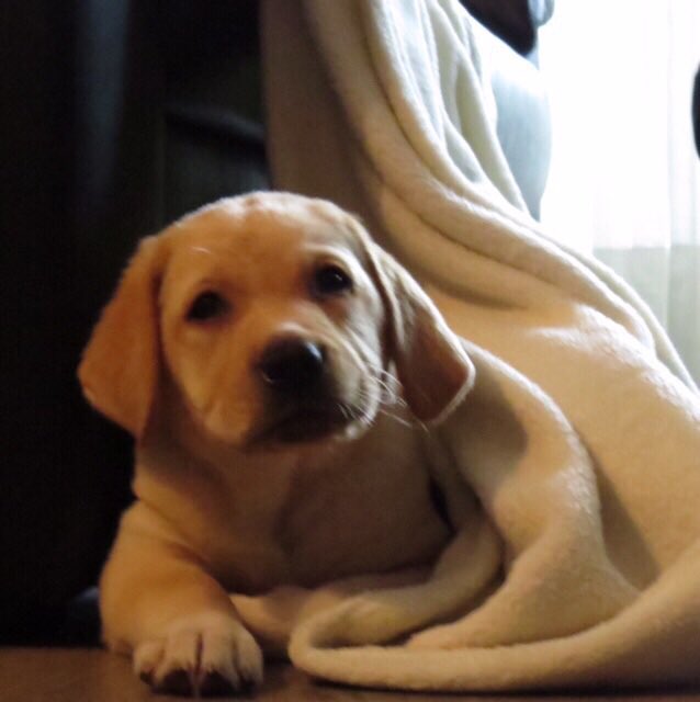 #tbt when I was just a little boy #ThrowbackThursday #blanket #labrador #labradorretriever #lifeofsam #dogslife