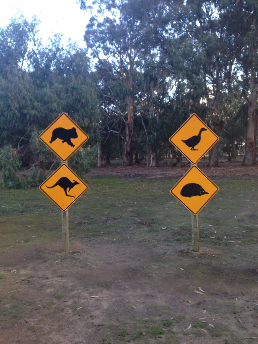 SaraCintelli's tweet photo. Traffico oggi! 😂 #Kangaroo #koala #echinea #duck #Australia #honeymoon #love https://t.co/BtOReSQZDD
