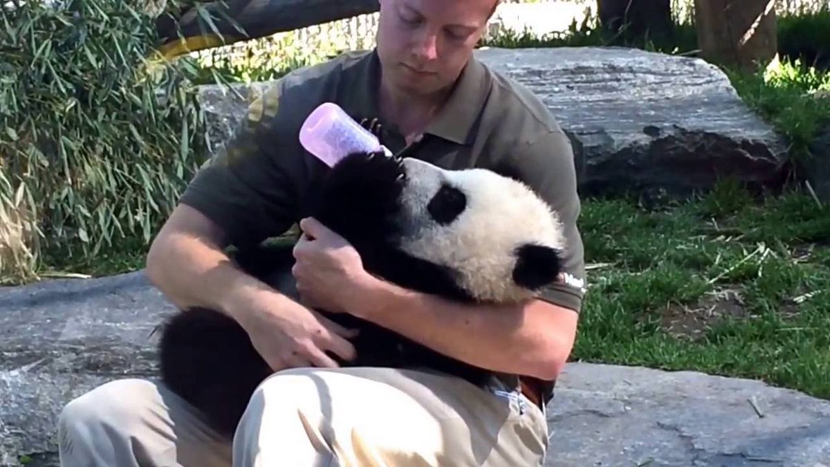 SaveToday_'s tweet image. [VIDEO] Baby pands demands to be bottle fed in AMAZING video. #pandapandapanda ow.ly/68qI3015KzS
