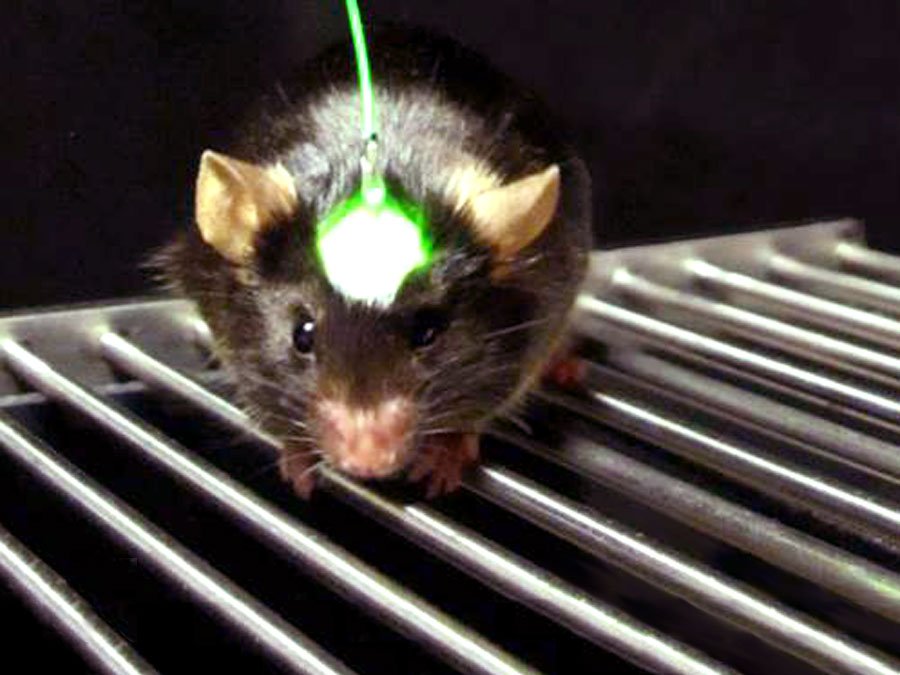 Britannica's tweet photo. On #optogentics: using #genetic &amp; #optical methods to control #genes &amp; #neurons. #spotlight https://t.co/U9nWny3gVk https://t.co/CUkqL7Deus