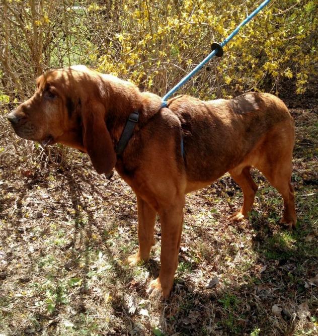 Handsome Radar the bloodhound is available for adoption. Visit petfinder.com/petdetail/3491… for more info. #rescuedogs