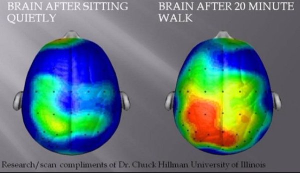 AKT_Industry's tweet photo. ES_Entrepreneur: RT AmyJoMartin: Left: Brain while sitting. Right: Brain after walking 20 mins. The mind-blowing b… https://t.co/Y3CC1t9VHD