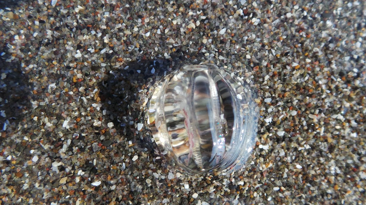 One of many Sea Gooseberries on Port Logan beach yesterday #Dumfriesandgalloway