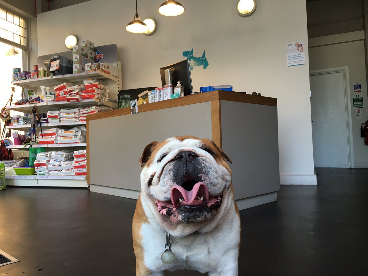 RudyBulldog's tweet photo. Went to top doc @TheHackneyVet for check up after dog attack #dogs  #vet #hackney https://t.co/jtreDOPMUY