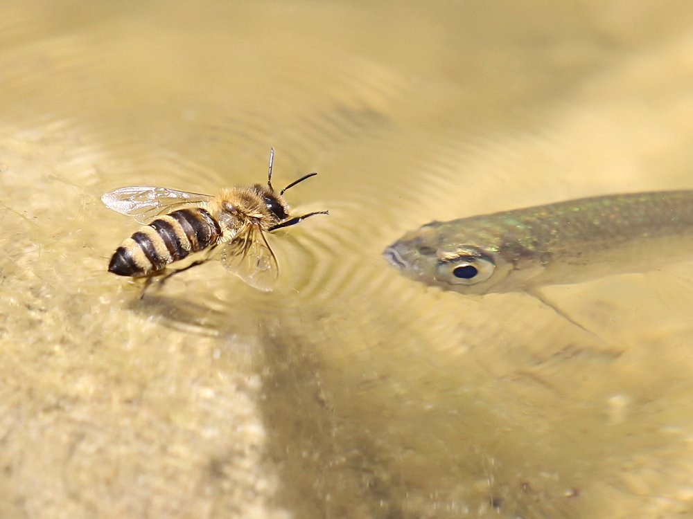 PhotosMarx's tweet photo. #Hello #fish #hallo #fischr #moderlieschen #biene #imker #imkern #bee #wasser #bienen https://t.co/ZtMz6F2Xgg